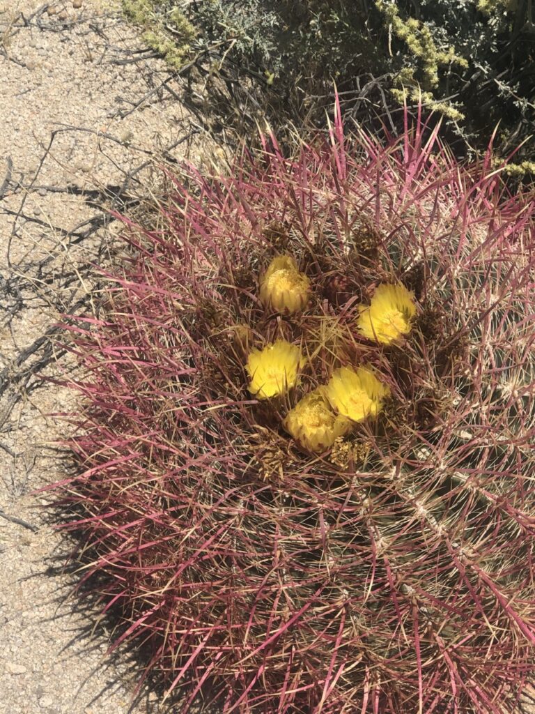 Barrel Cactus in bloom