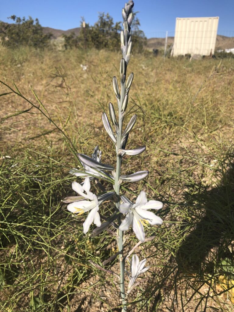 Desert Lily in Bloom