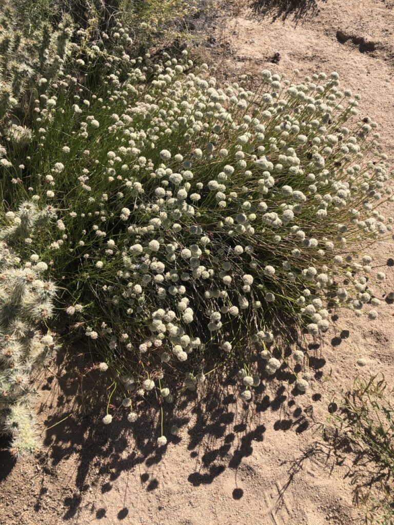 Desert in bloom