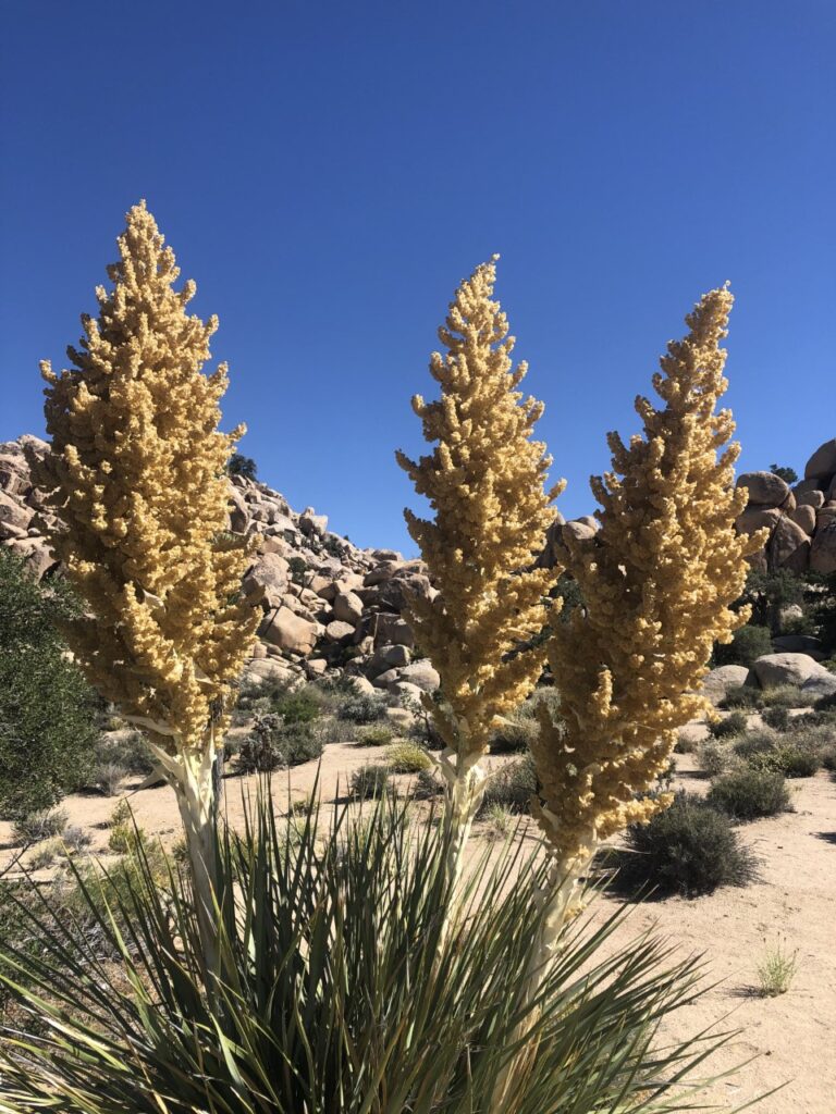 Yucca in Bloom